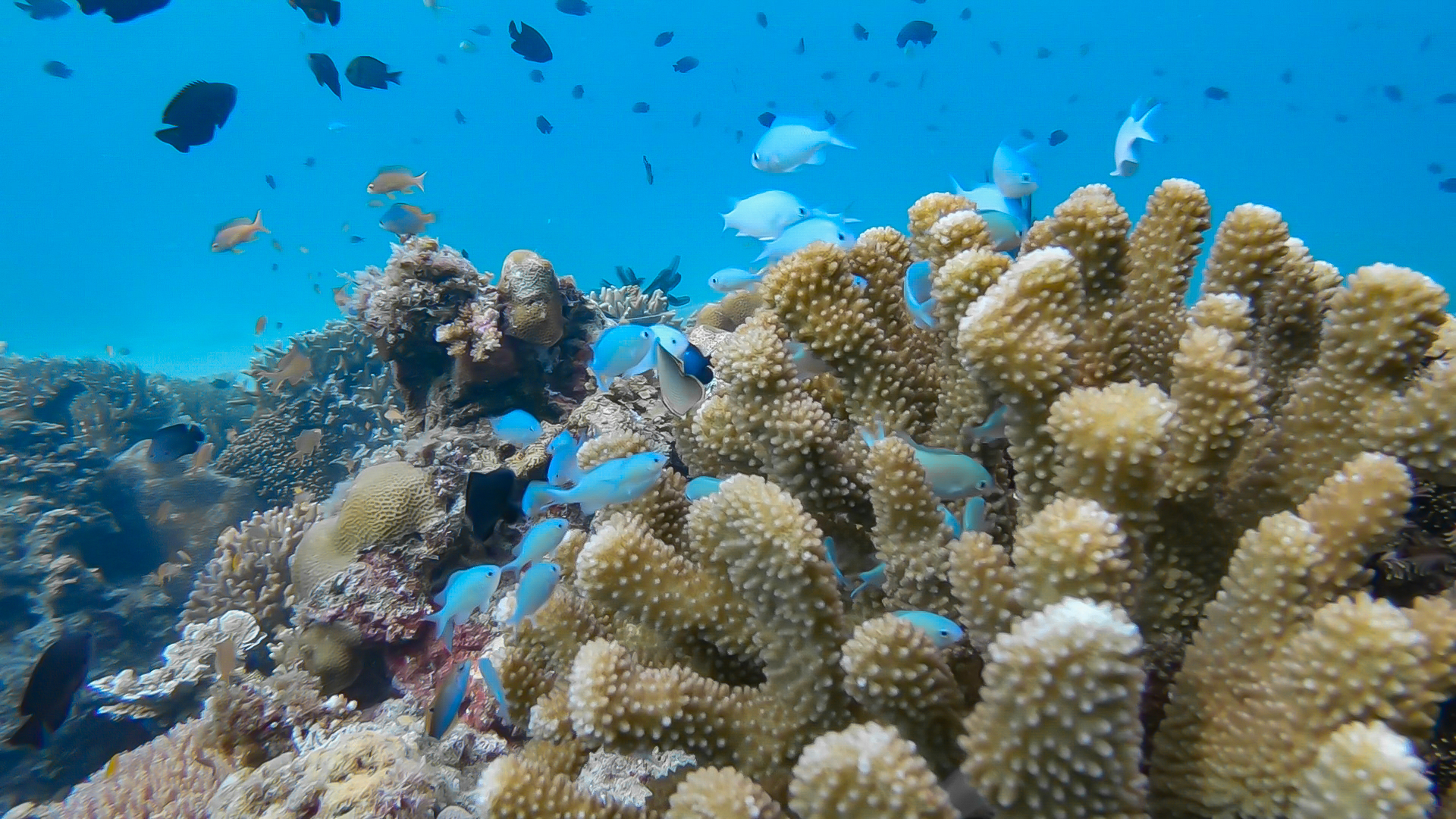 Coral reef Balicasag Bohol