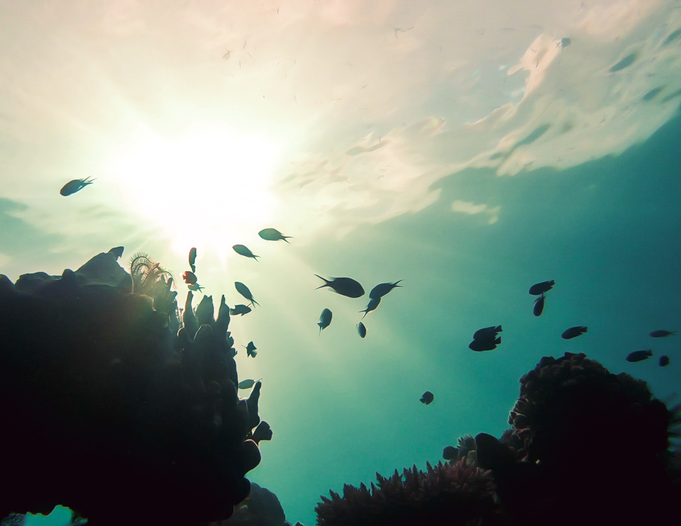 Vibrant corals Bohol