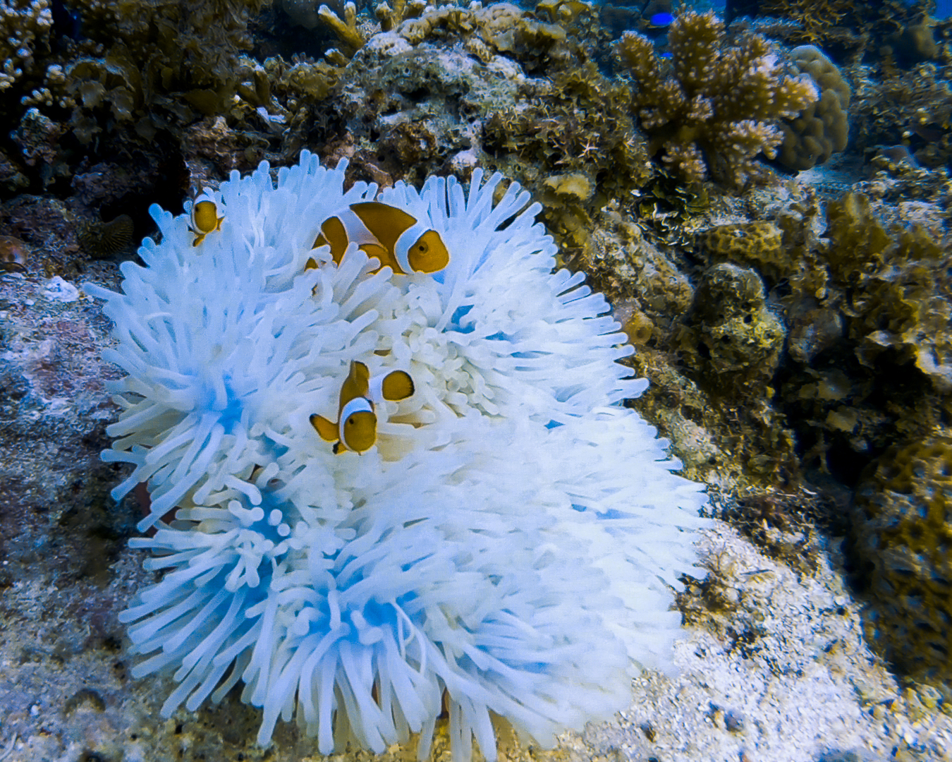 Single fun dive Bohol