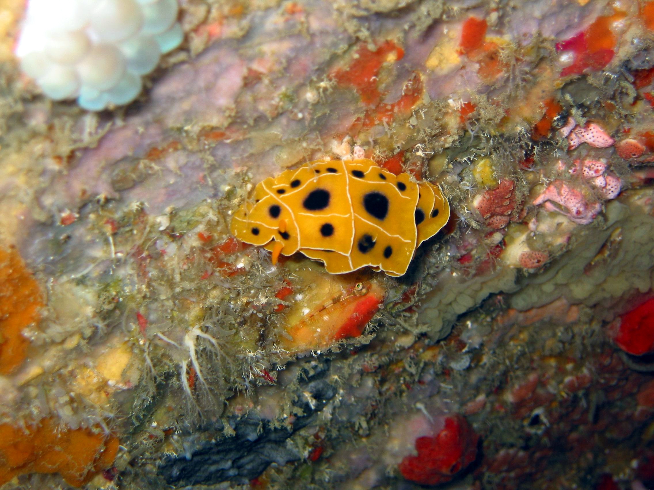 PADI Divemaster Bohol