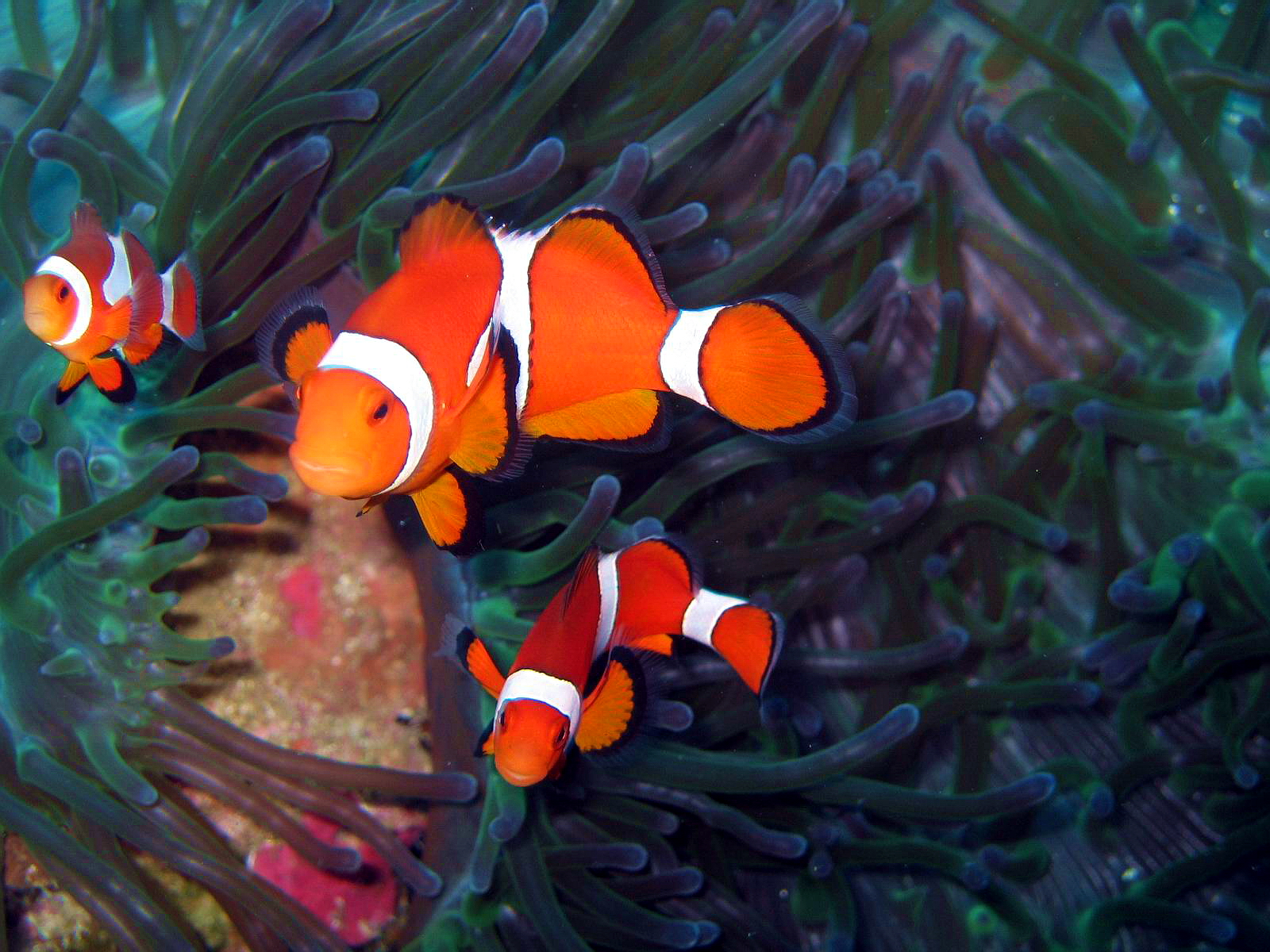 Colorful reef fish Bohol