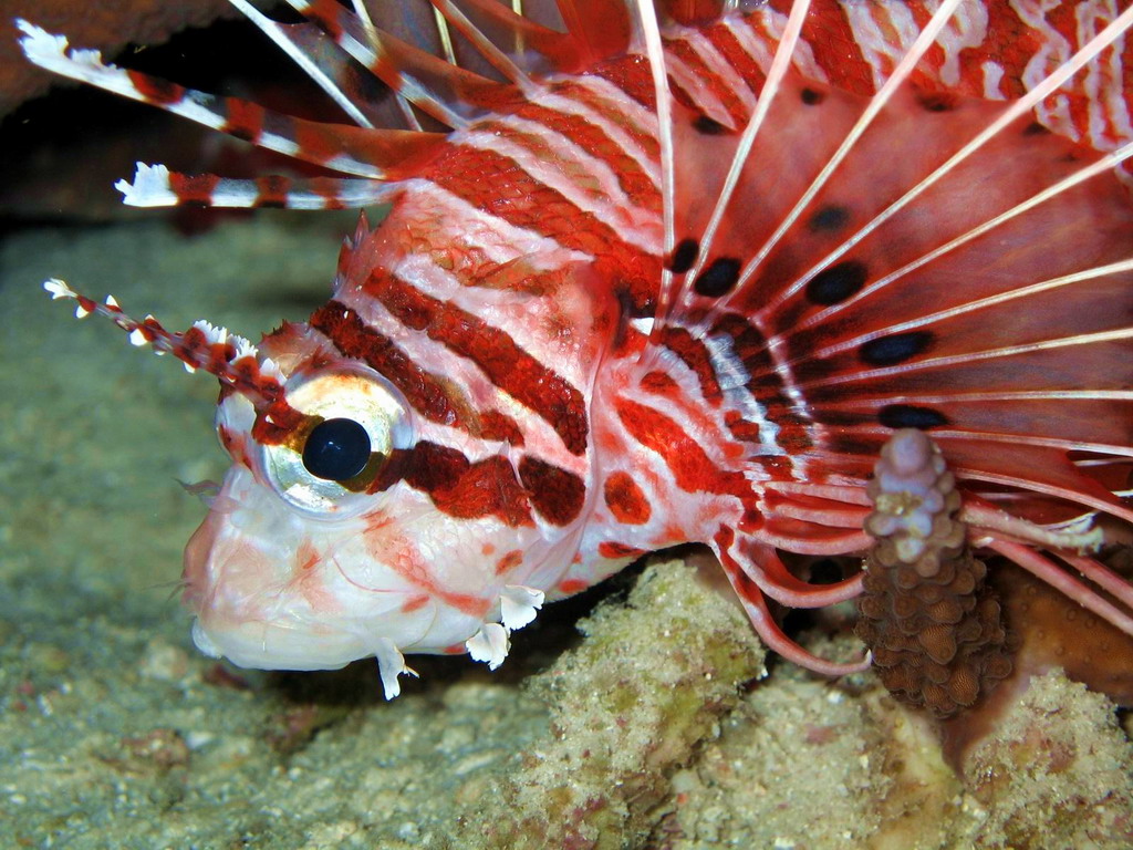 Marine life Bohol diving