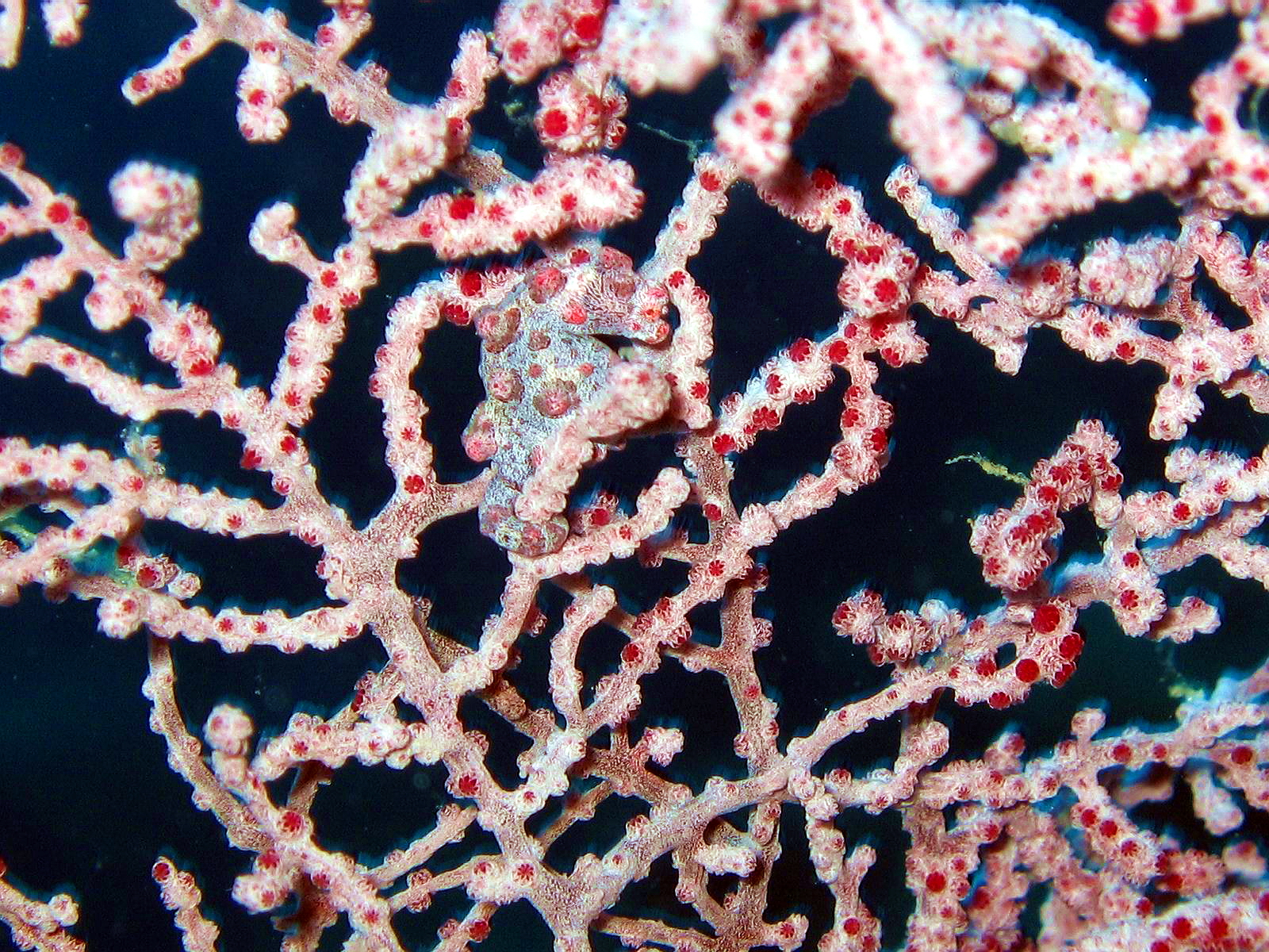 24 dives package Bohol