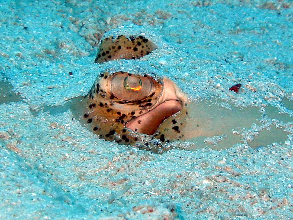 Scuba Refresher Course Bohol