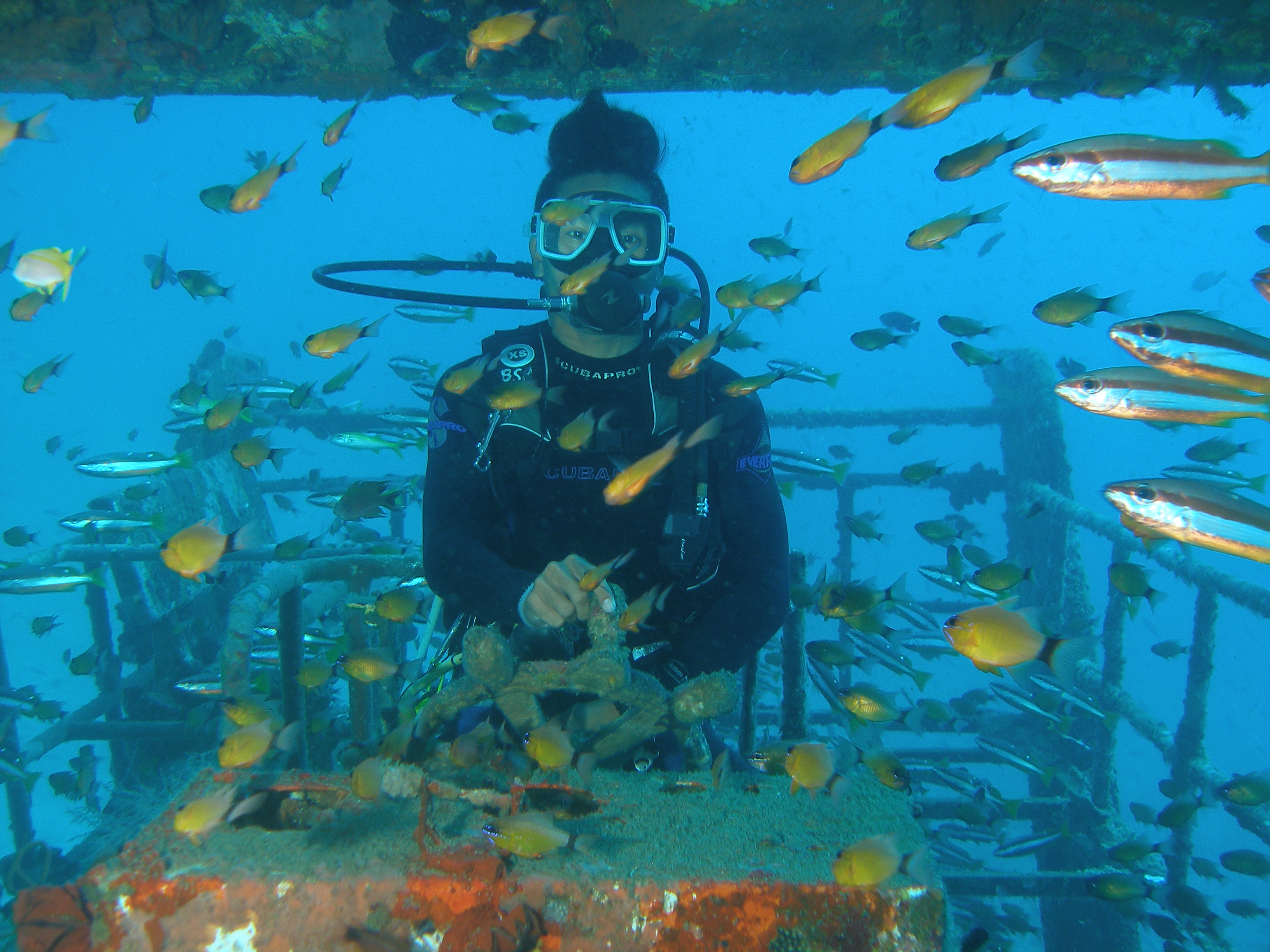 Underwater shipwreck Bohol